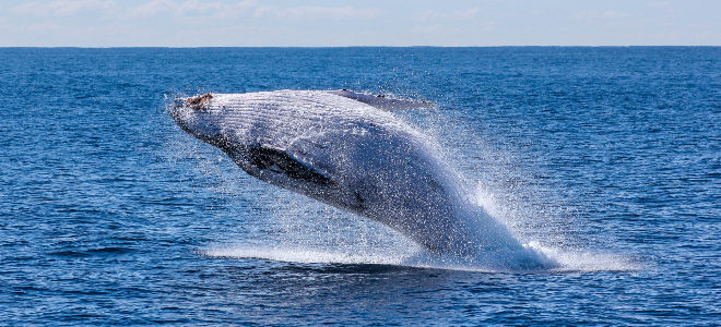 Wal springt aus dem Meer in Kanada