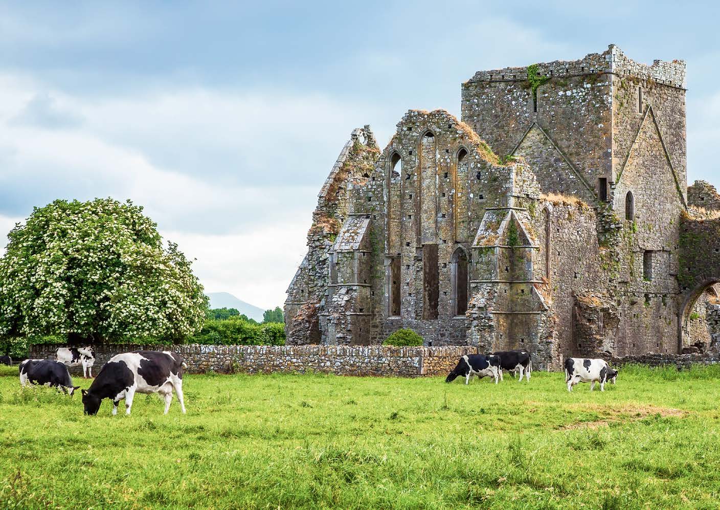 Verfallenes Gebäude in Irland, grüne Wiese mit Kühen im Vordergrund